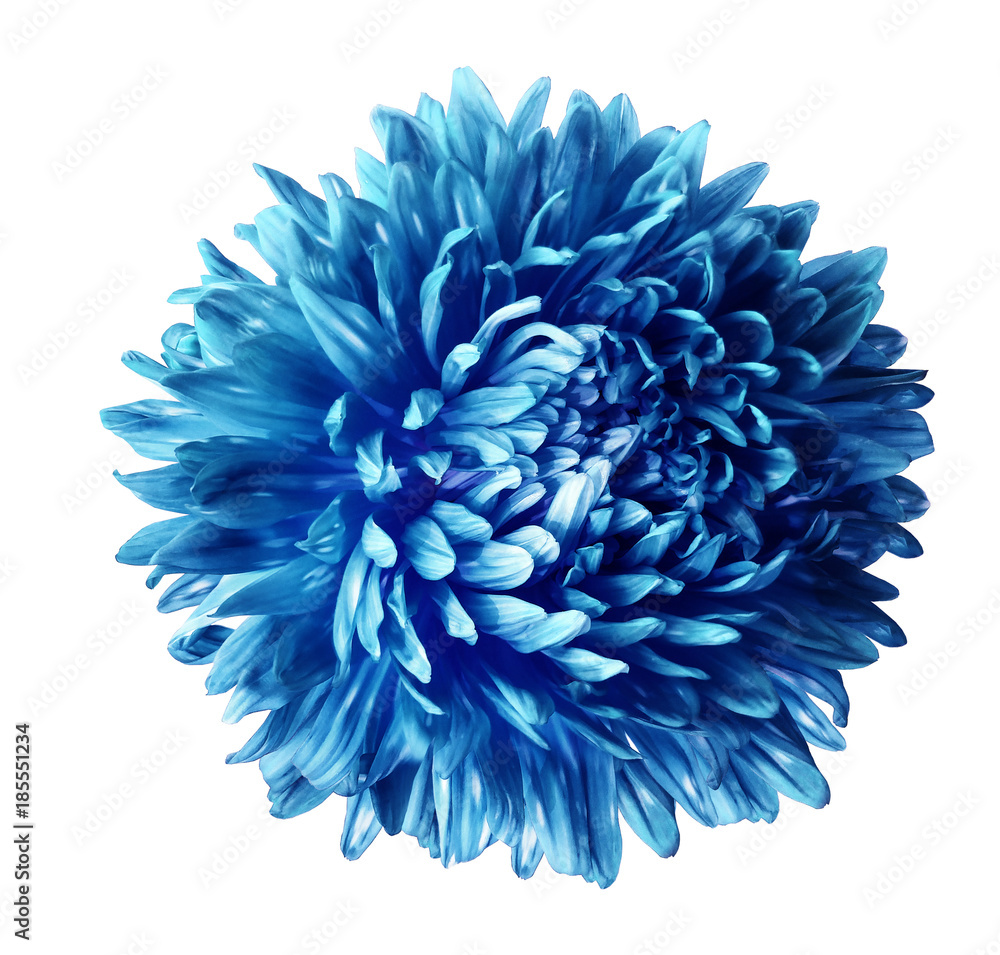 Blue  aster flower isolated on white background with clipping path.  Closeup no shadows.  Nature.