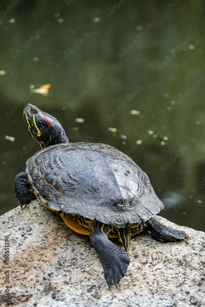 Obraz premium big turtle resting on the rock in the pond in the shade