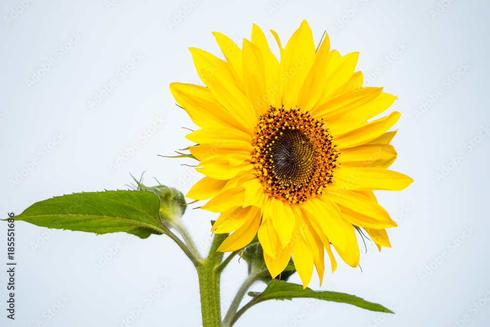 Obraz premium single yellow sunflower with big green leaves on both sides with bright background