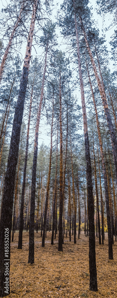 Fototapeta premium Trees in the pine forest.