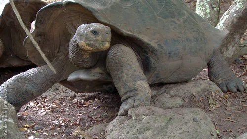 A Galapagos tortoise looks inquisitively around his surroundings on the Galapagos Islands photo