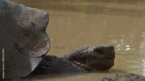 Close she of giant tortoise wallowing in a muddy pool on the Galapagos Islands photo