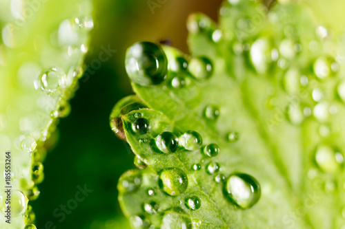 Dew drops on a green leaf