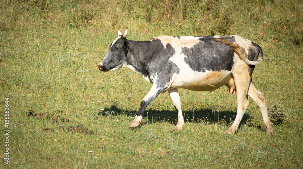 A cow walks along the green grass to pasture A cow walks along the green grass to pasture