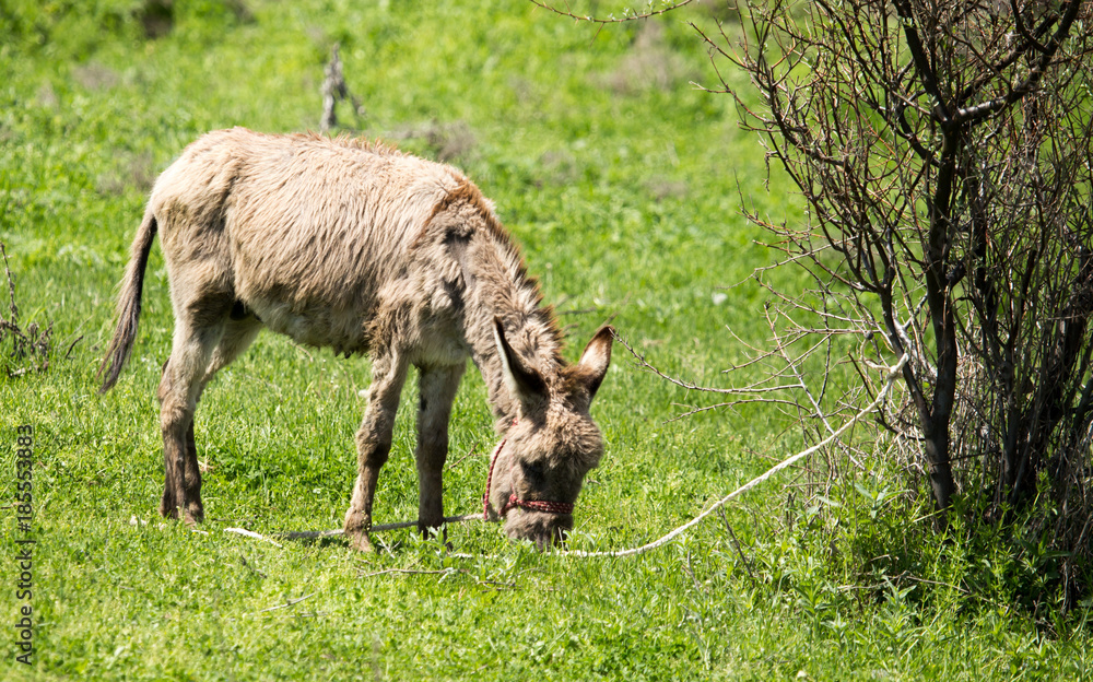 Donkey in the pasture in the spring Donkey in the pasture in the spring
