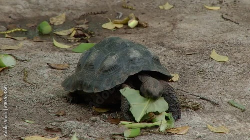 Younger giant tortoise eating plants on the Galapagos Islands photo