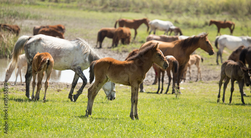 Horses in the pasture in the spring © schankz