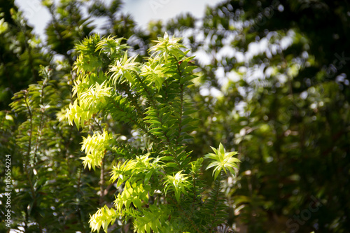green araucaria on sky in summer