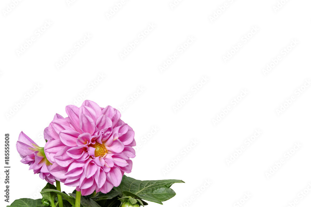 Dahlia from the front and with leaves on a white background, small, left