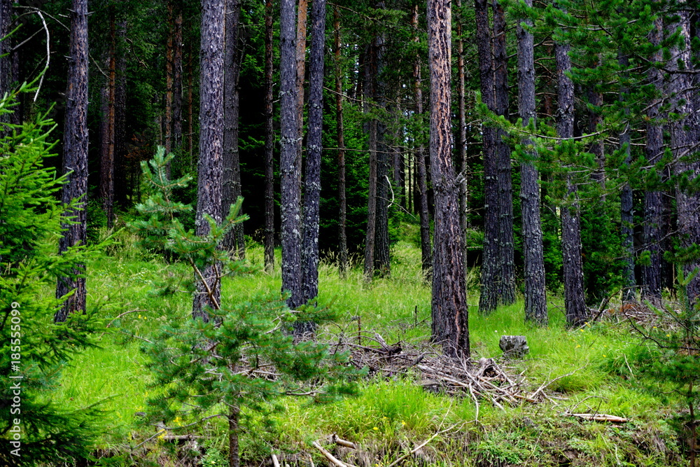 Fototapeta premium Forest
