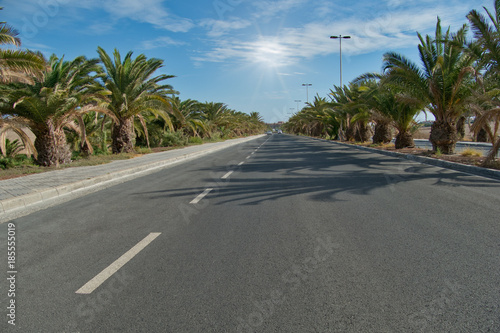 Road with trees in maspalomas, gran canaria