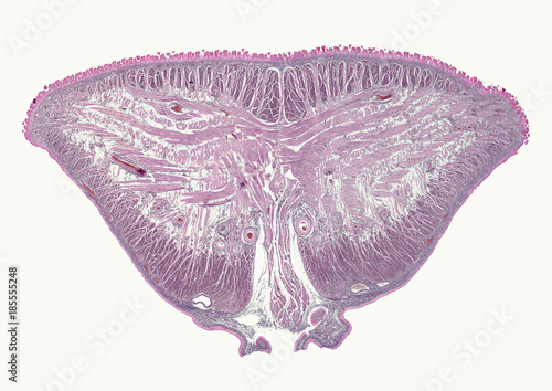 Tongue with cornified papillae - cross section cut under microscope photo