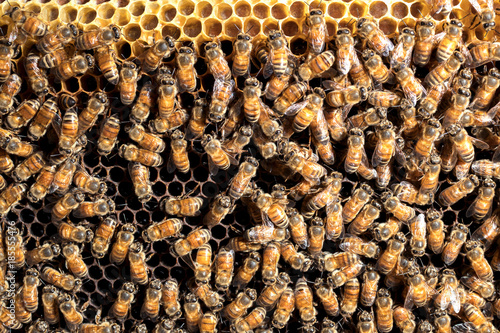 bees are working on a beeswax in a bee hive