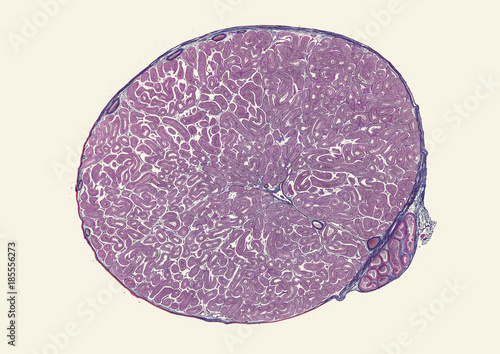 Billede på lærred Testis spermatogenesis - cross section cut under microscope