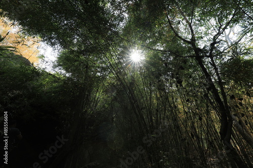 The sun shines through the bamboo forest on the mountain.
