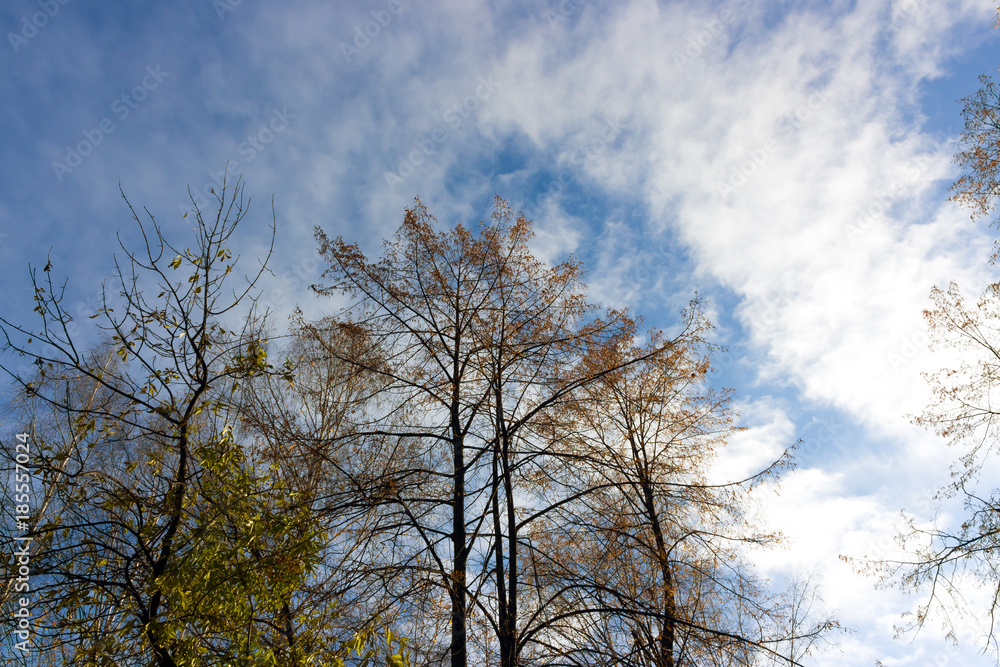 the leaves of the trees leafless with leaves on sky background the leaves of the trees leafless with leaves on sky background