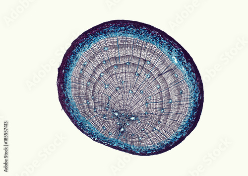 Pinus, pine, older woody root - microscopic cross section cut of a plant stem