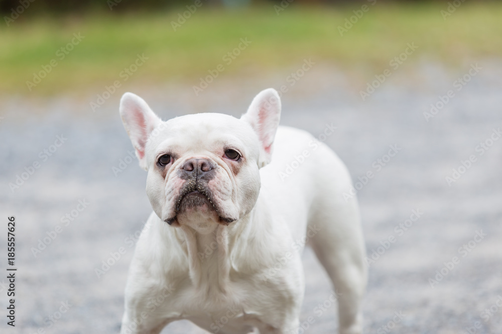 Beautiful dog french bulldog white, close-up.