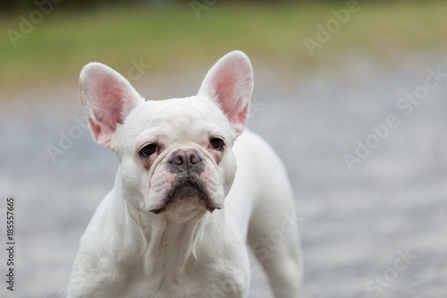 Beautiful dog french bulldog white  close-up.