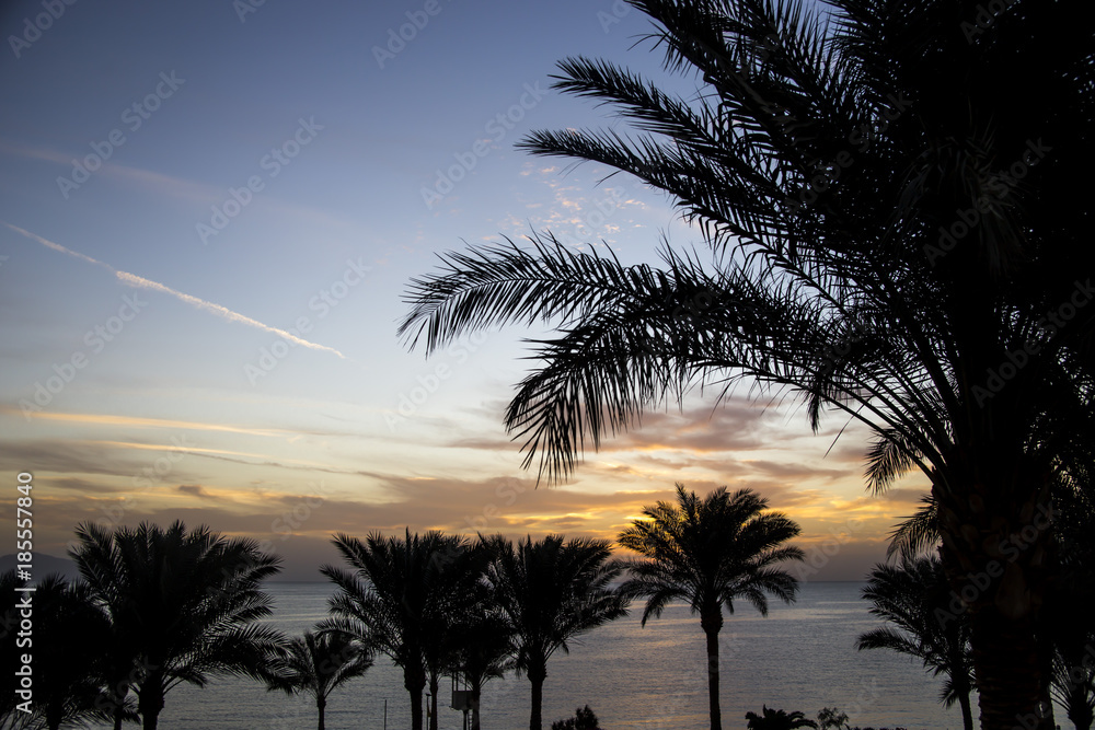 Dawn of the sun by the sea among palm trees