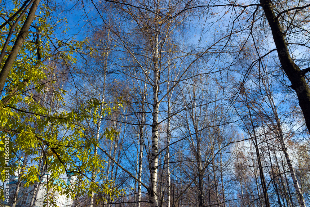 the leaves of the trees leafless with leaves on sky background the leaves of the trees leafless with leaves on sky background