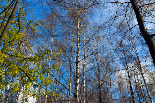 Wallpaper Mural the leaves of the trees leafless with leaves on sky background Torontodigital.ca