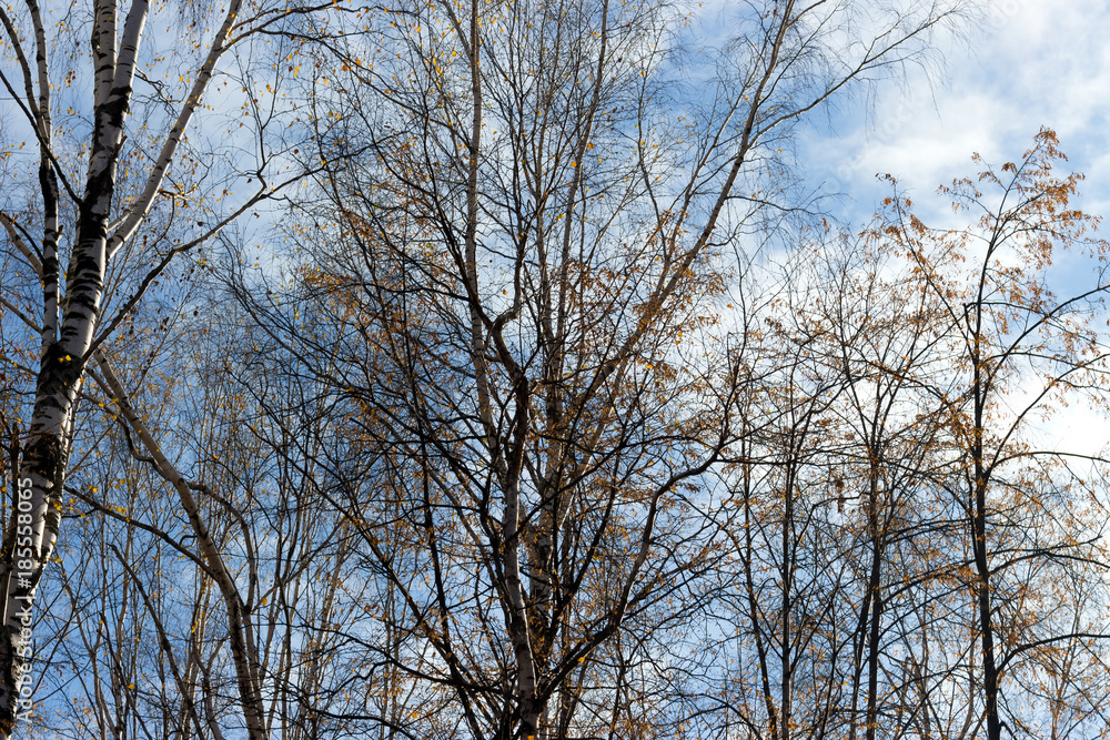 the leaves of the trees leafless with leaves on sky background the leaves of the trees leafless with leaves on sky background