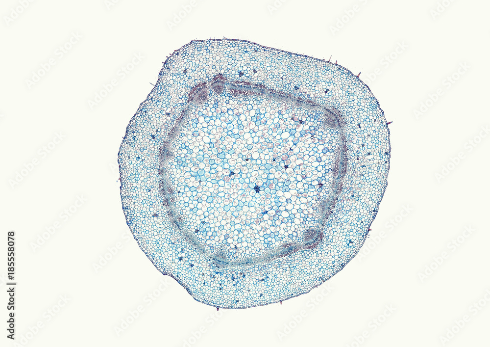 Helianthus, sunflower, typical dicot stem - microscopic cross section