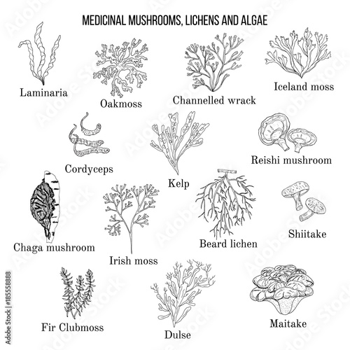 Medicinal mushrooms, lichens and seaweeds