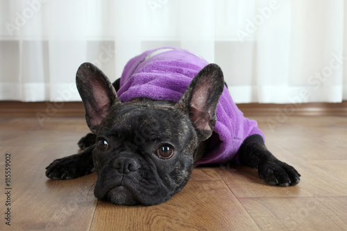  bulldog in a purple suit © Studio KIVI