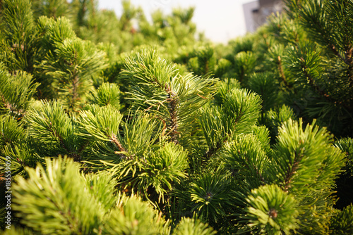 Fototapeta Naklejka Na Ścianę i Meble -  Brightly Green Prickly Branches of Pine