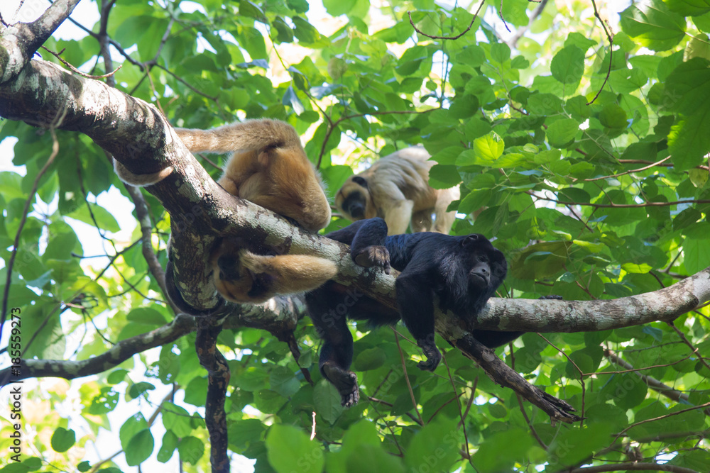 Obraz premium Brazilian Monkey