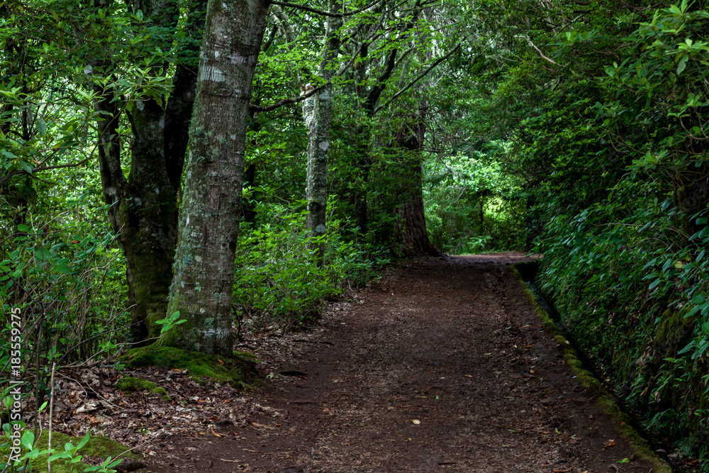 Fototapeta premium Pathway trought the forest along the levada