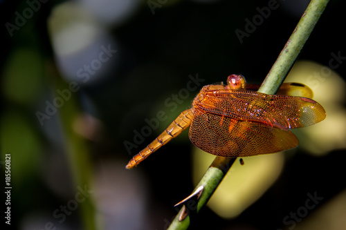 Colse up Dragonfly on nature photo