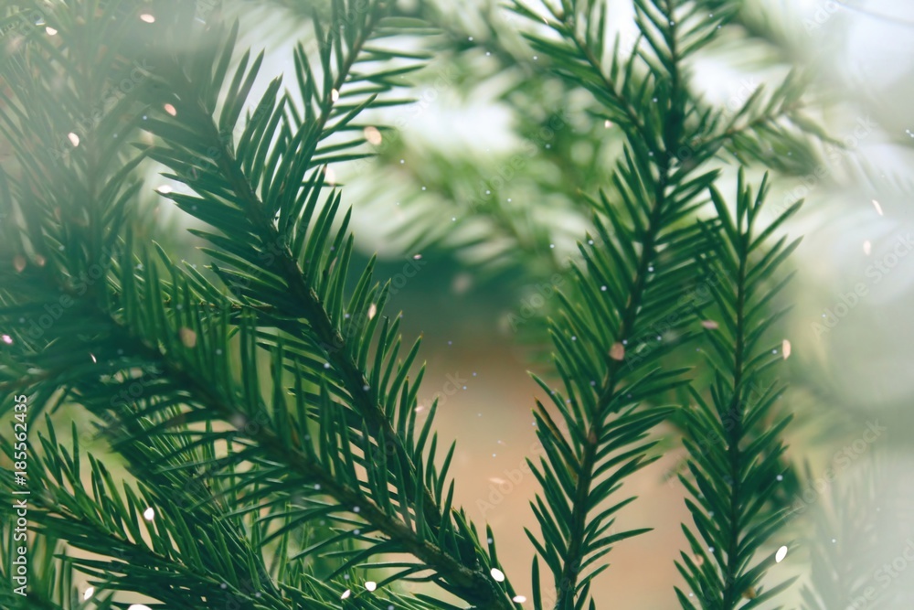 Christmas background fir-tree with snow and bokeh Christmas background fir-tree with snow and bokeh
