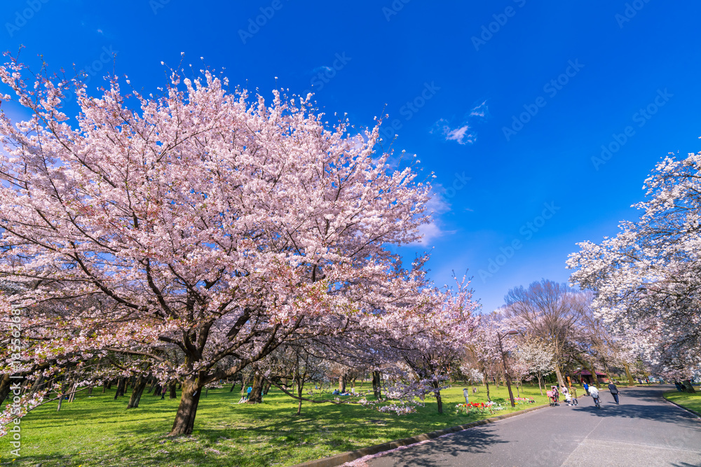 小金井公園の桜 小金井公園の桜