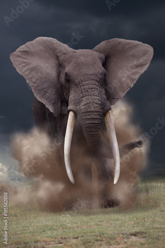Afrikanischer Elefant Bulle greift an, Loxotonta africana photo
