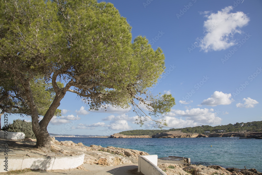 Pine Tree at Cala Bassa Cove Beach; Ibiza - obrazy, fototapety, plakaty 