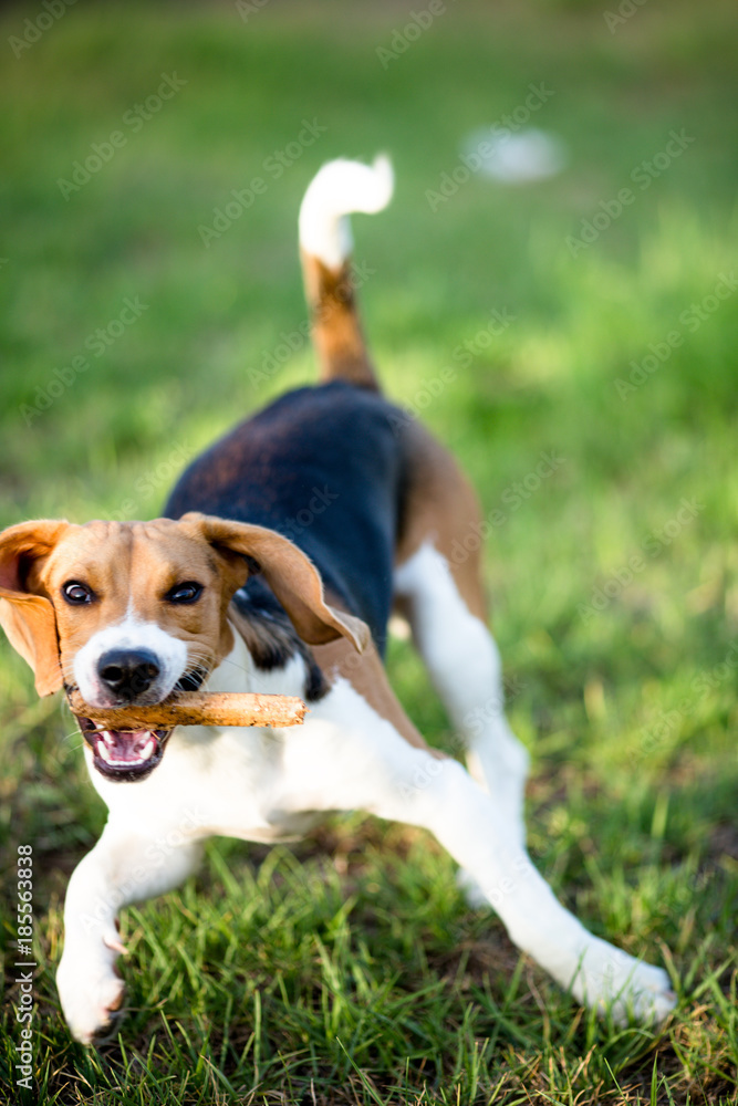 excitación fluido Goma de dinero Perro Beagle jugando al aire libre , animal de compañía feliz foto de Stock  | Adobe Stock