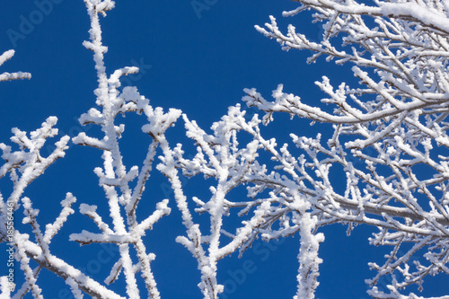 Branch tree in frost snow on blue sky © Albina