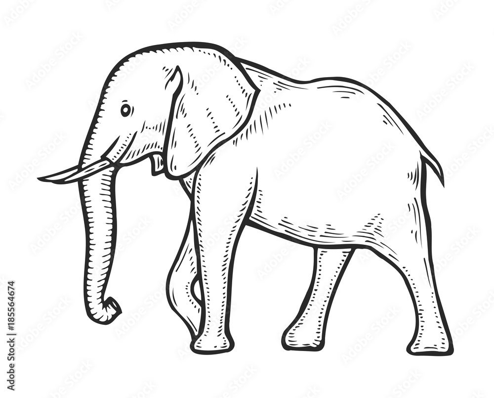 Fototapeta premium Elephant hand drawn