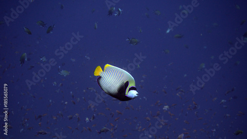Pomacanthus Angelfish at the komodo islands