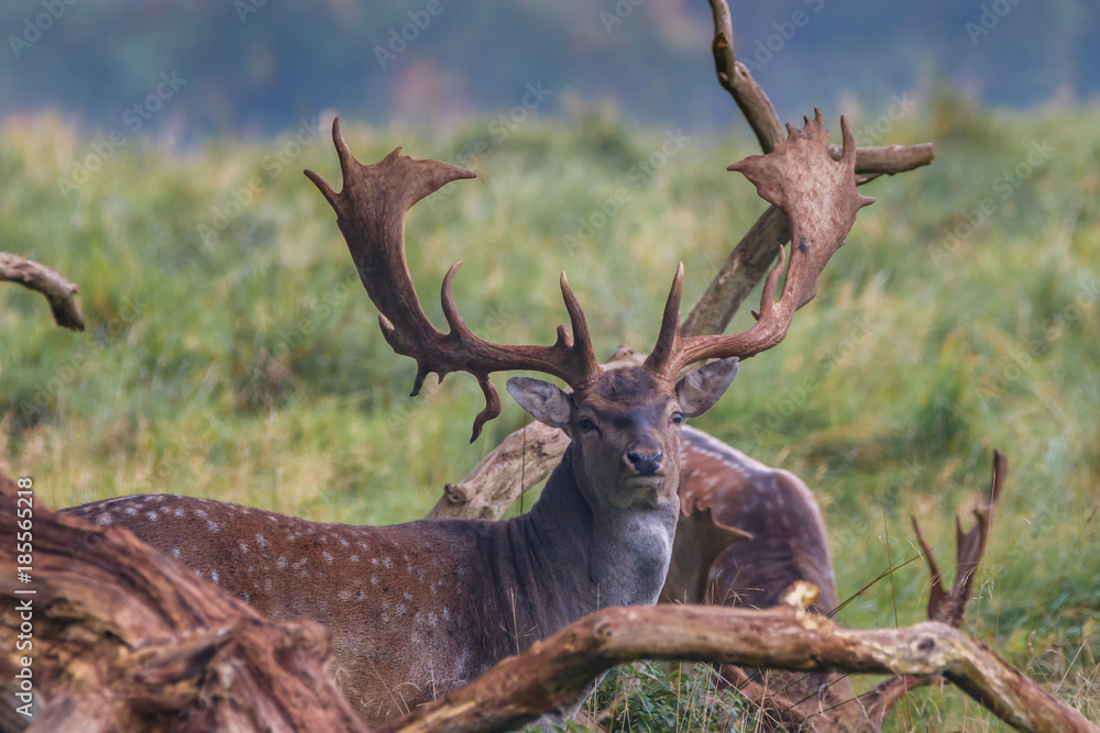 Fototapeta premium Small Deer in de woods