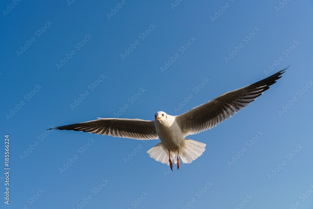 Fototapeta premium Seagull flying on the blue sky