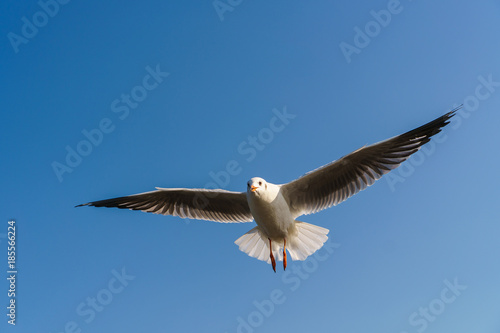 Seagull flying on the blue sky