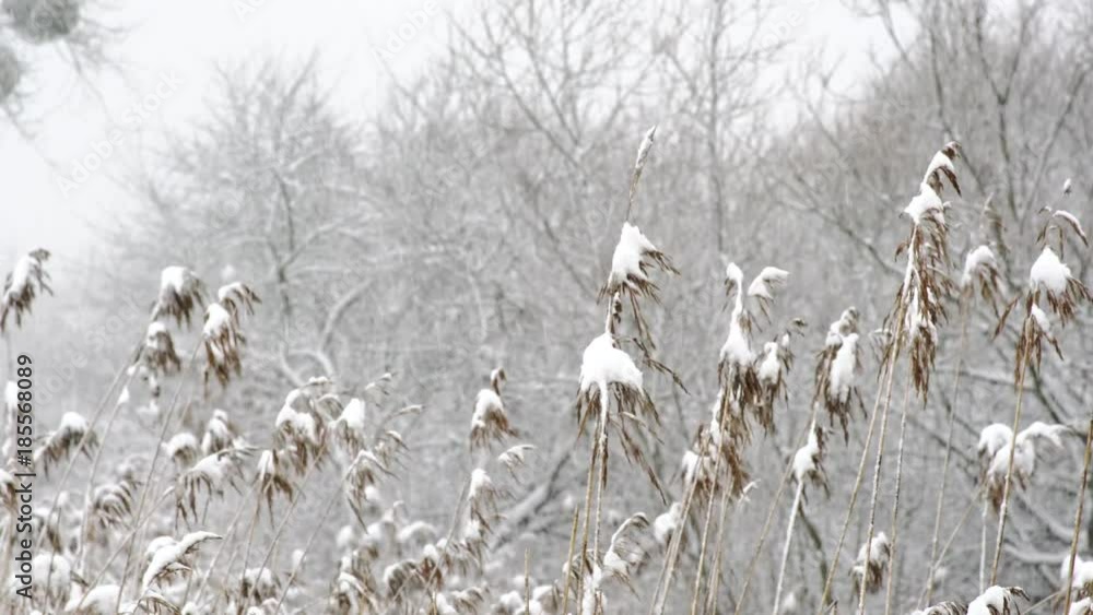 Wind Blowing Against Dried Reeds on a Winter Cold Day Weighing The Reeds Down. Wind Blowing Against Dried Reeds on a Winter Cold Day Weighing The Reeds Down.