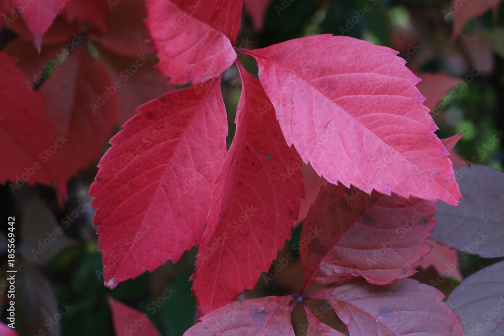 grapes, ornamental, red, leaves, autumn, plant, leaf, nature, flower, garden, green, tree, maple, coleus, flowers, fall, foliage, colorful, season, clo, Parthenocissus, seup, color, plants, macro, bri grapes, ornamental, red, leaves, autumn, plant, leaf, nature, flower, garden, green, tree, maple, coleus, flowers, fall, foliage, colorful, season, clo, Parthenocissus, seup, color, plants, macro, bri