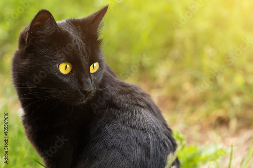 Beautiful bombay black cat portrait in profile with yellow eyes and attentive look in green grass in nature. Сat is looking in the right 