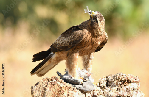 Un aguila calzada con la presa