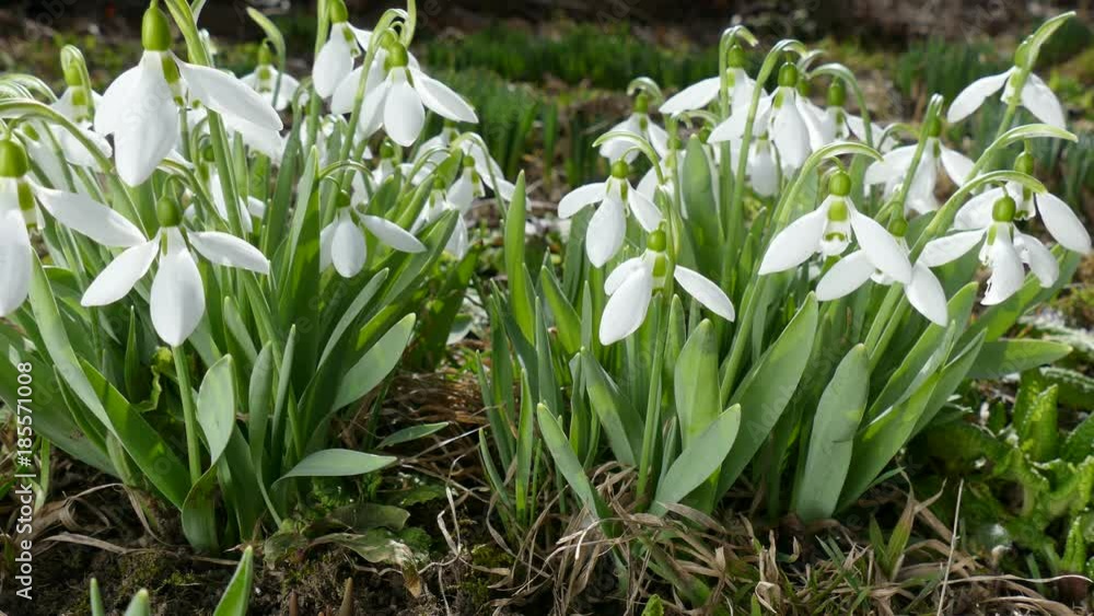 The first snowdrops, harbinger of spring.